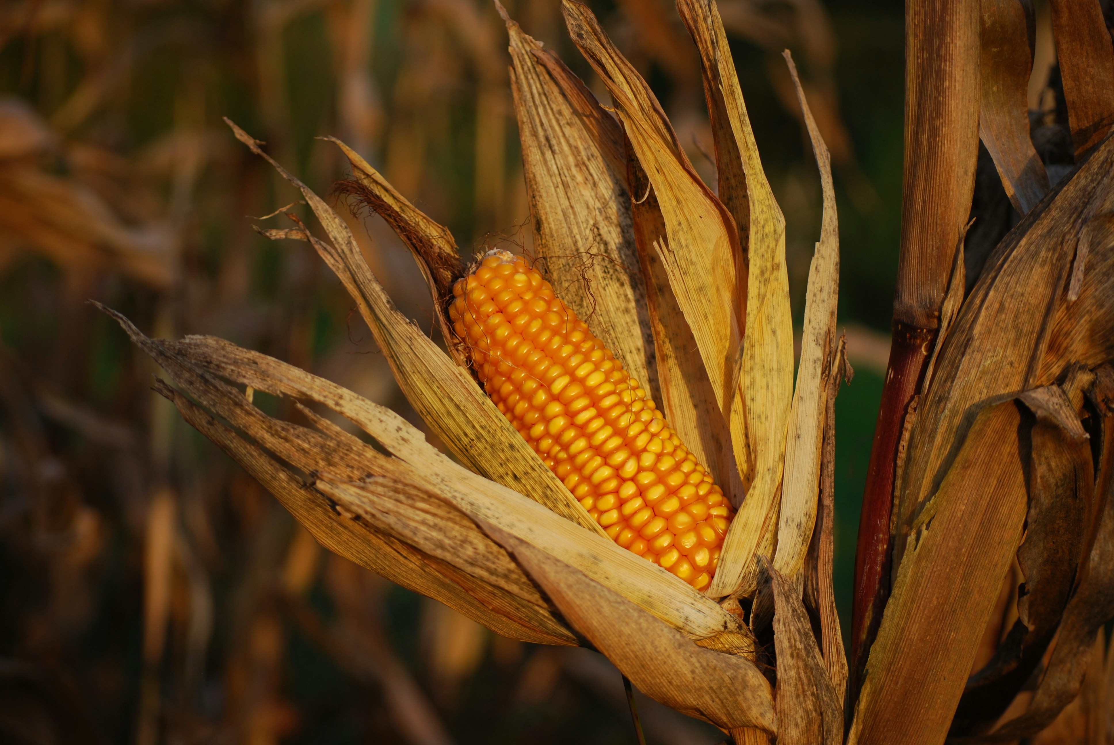 Yellow Maize